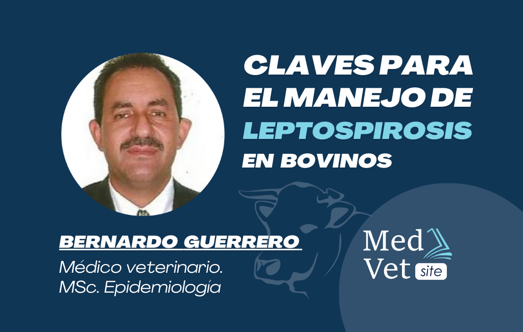 Claves para el manejo de la leptospirosis en bovinos