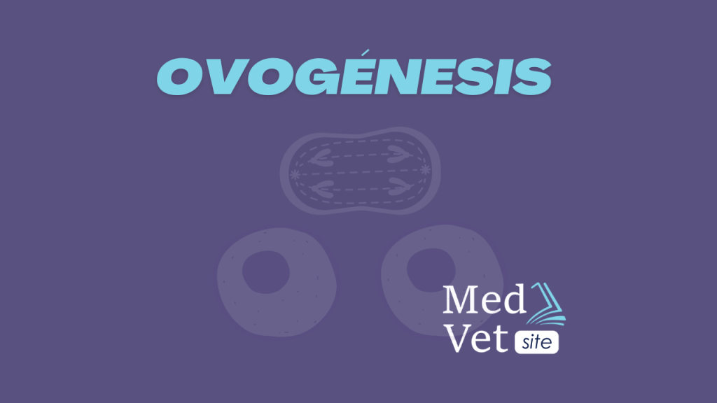 Ovogénesis