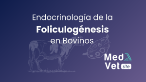Endocrinología de la foliculogénesis en Bovinos