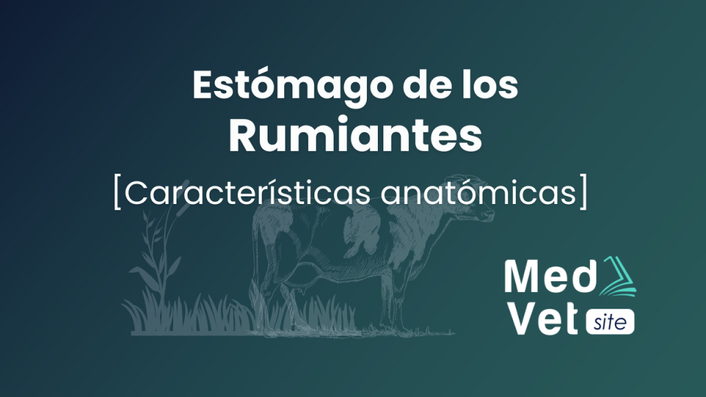 El rumen