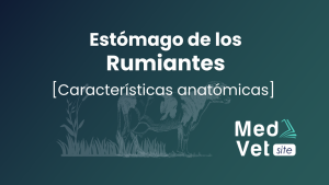 Estómago de los rumiantes