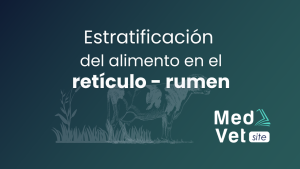 Estratificación del alimento en el retículo-rumen