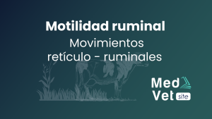 Movimientos ruminales