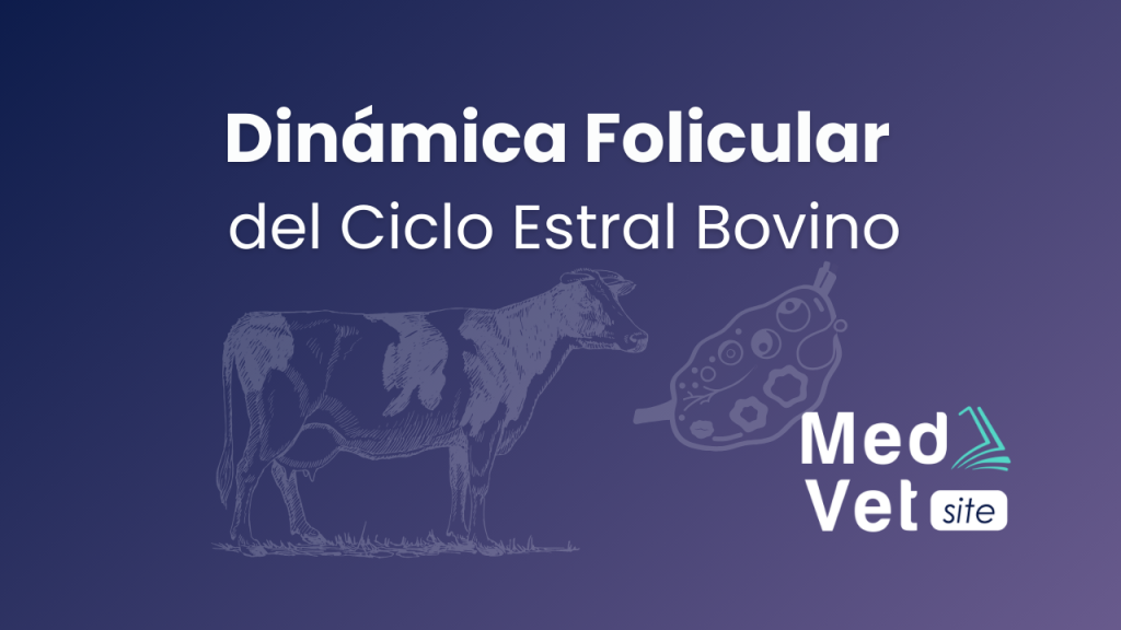 Dinámica folicular del ciclo estral Bovino