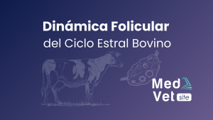 Dinámica folicular en el ciclo estral bovino