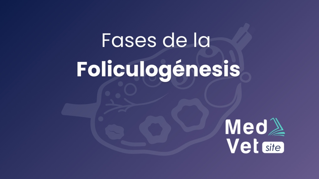 Foliculogenesis