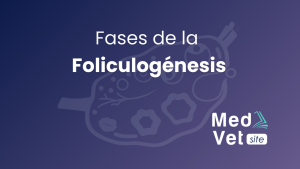 Fases de la Foliculogénesis
