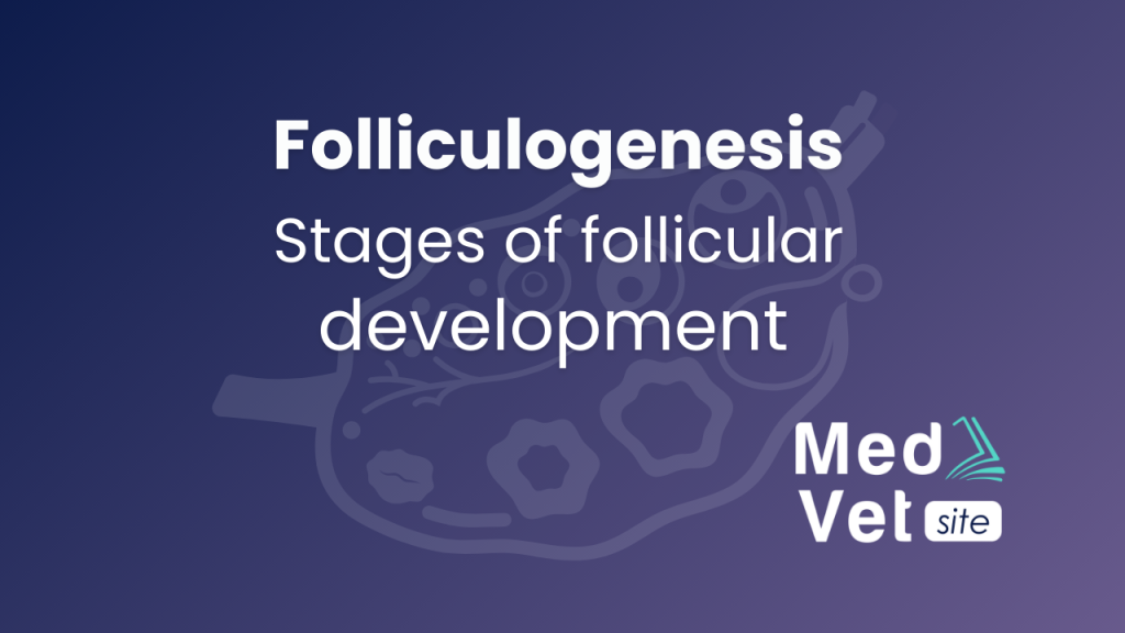 Stages of follicular development