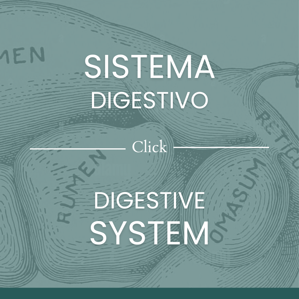 Fisiología del sistema digestivo.