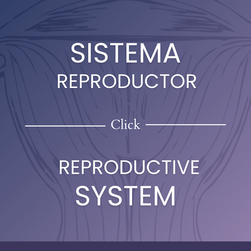 Fisiología del sistema reproductor